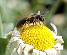 Honey Bee Insect