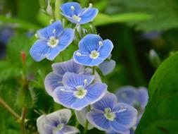 blue beautiful flowers in the garden