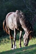 Brumby Dark Brown Black