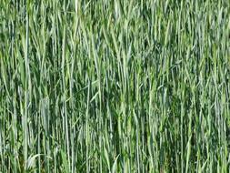 Background Wheat Field