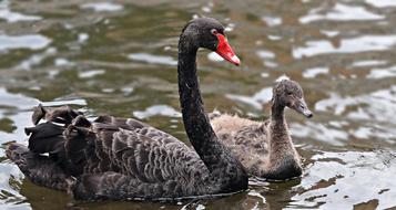 Mourning Black Swan birds
