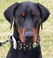 Doberman Dog Animal