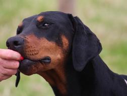 Dog Doberman Head