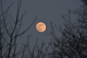 orange color full Moon in grey Sky over bare trees