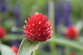 red thorny flower in the field