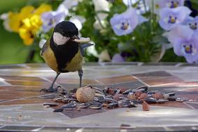 Animal Bird Tit Parus