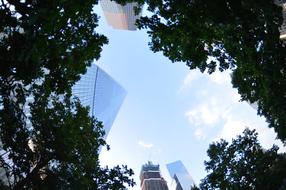 photo of trees and tops of skyscrapers in New York