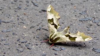 Insect Butterfly Night