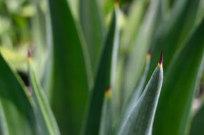 green foliage of flowers