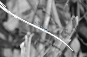 Black And White Dragonfly Insect