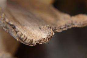 macro photo of Wood Bark