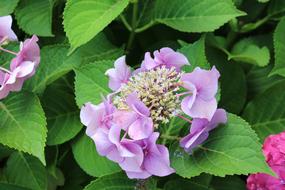 purple flower in the garden view