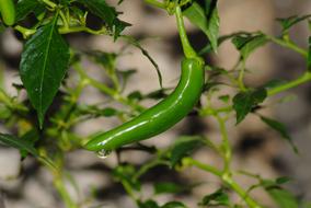 hot peppers in the garden