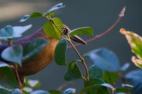 Bird Nature Animals