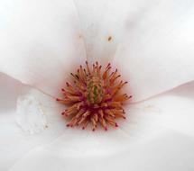 Detail Flower White