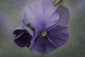 Purple Flower Petals