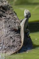 Lizard Reptile Wildlife