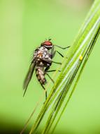 Fly Insect Animal