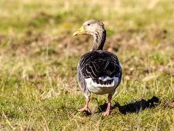 Goose Greylag Bird Water