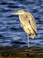 Heron Grey Bird Water