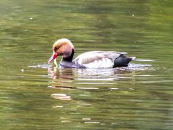 Duck Piston Bird Water