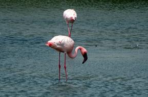 Lesser Flamingo Birds