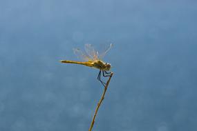 Dragonfly Wing Golden