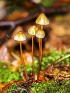 wild mushrooms on a log