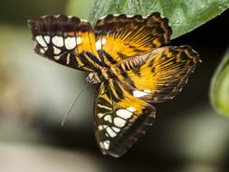 closeup view of Butterfly Insect in Nature