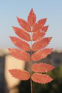 Autumn September Red
