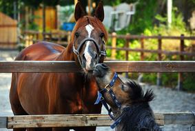 Horse Pony Paddock Small