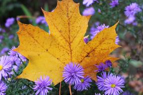 purple flowers and yellow maple leaf
