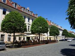 trees with houses by the cafe