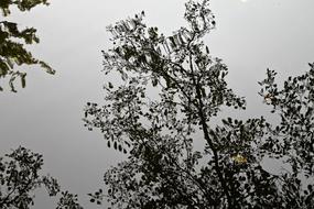 trees near the lake with fog