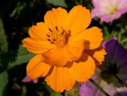Cosmos sulphureus, bright flower close up