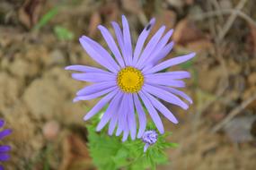 Flower Daisy Purple Petals