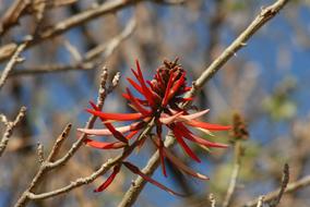 blooming flower on a tree