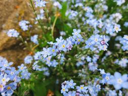 Me-Nots Flowers Background