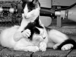 Portrait of black and white Cats couple