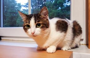 Domestic Cat near window