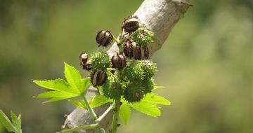 tree branch with prickly fruits