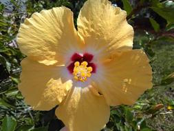 Flower Plant Spring