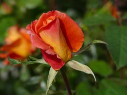 beautiful rosebud on a shrub in the garden