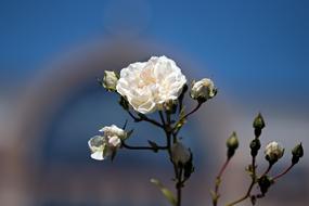 white rosebuds on bushes
