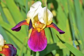 multicolor Iris Flower with bud close up