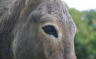 Donkey Eye Equine