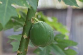 little papaya fruit