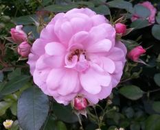pink flower in the garden is beautiful