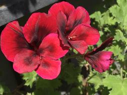 open red flower bud