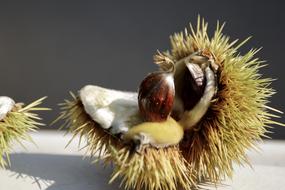 prickly wild nut
